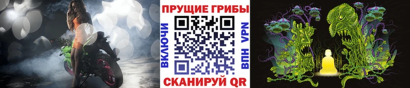 площадка телеграм  Магас  Галлюциногенные грибы Psilocybine cubensis  что такое  